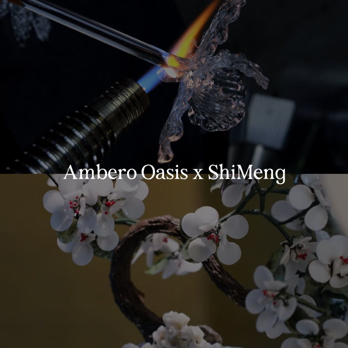 Ambero Oasis × Shimeng拾梦